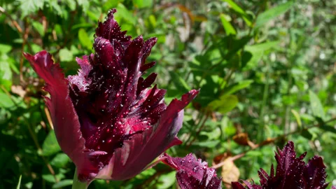 Tulip Deep Purple Open Stock Footage 130440007