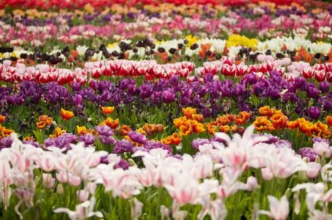 A tulip display at the Eden Project in Cornwall UK Stock Photos