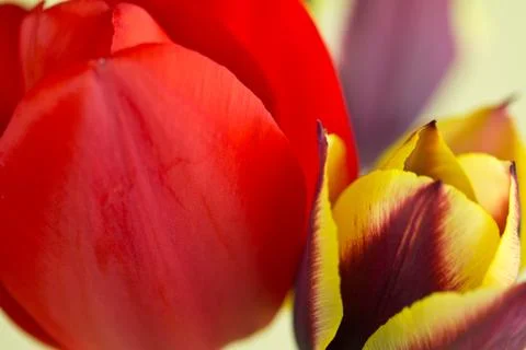 Tulip display Stock Photos