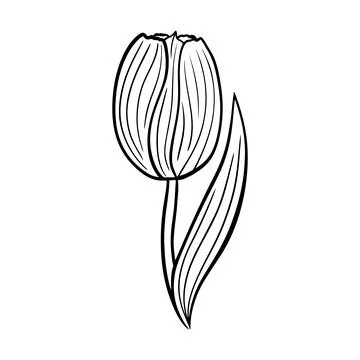 Tulip in doodle style. Element for design, print, decoration, textile Stock Illustration