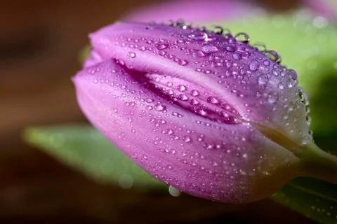 Tulip with droplets Fotos Stock
