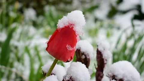 Tulip during snowfall Stock Footage 130369900