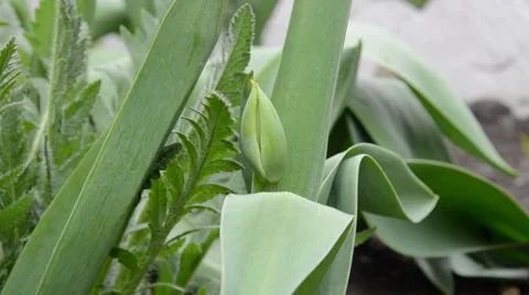 Tulip by an early spring Stock Footage 37170640