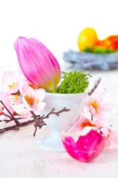 Tulip in an eggcup Stock Photos