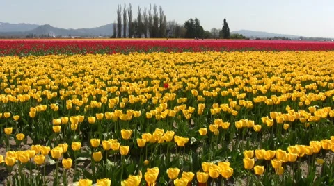 Tulip farm Stock Footage 3873801