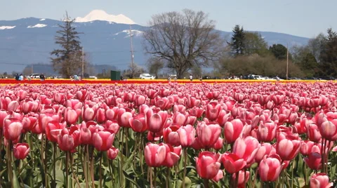 Tulip farm Stock Footage 3876889