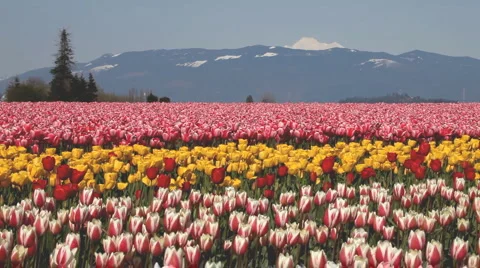 Tulip farm Stock Footage 4122769