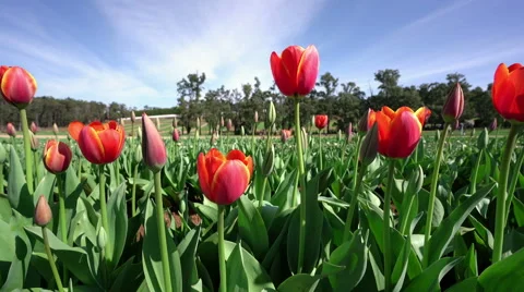 Tulip farm Stock Footage 55472884