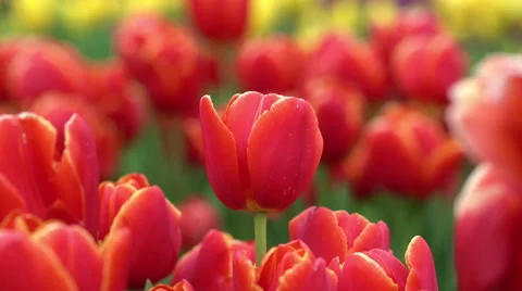 Tulip farm Stock Footage 57732130