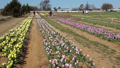 Tulip farm. Video stock 150569289