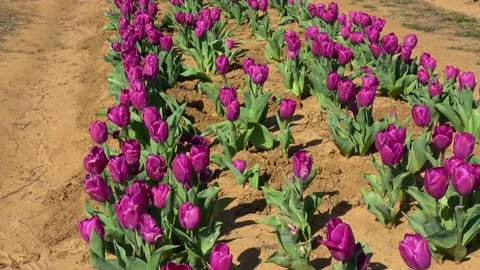 Tulip farm. Stock Footage 150569341