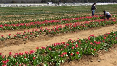 Tulip farm. Stock Footage 150569386