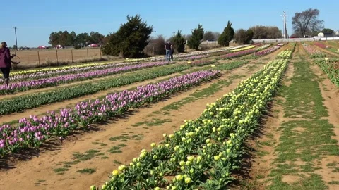 Tulip farm. Stock Footage 150569425
