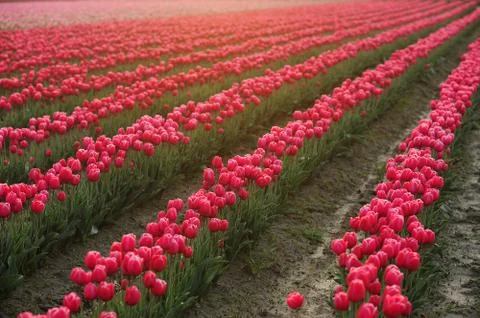 Tulip farm Stock Photos