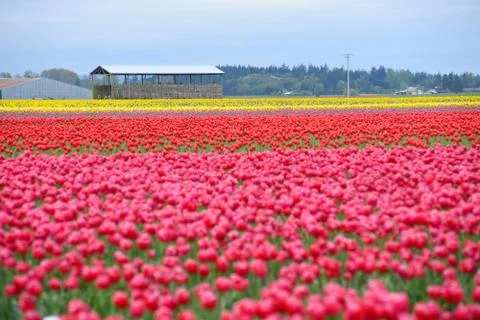 Tulip farm Stock Photos