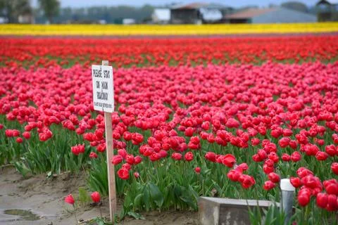 Tulip farm Stock Photos