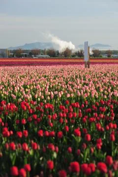Tulip farm Stock Photos