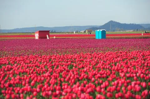 Tulip farm Stock Photos