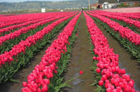 Tulip farm Stock Photos