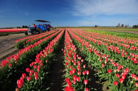 Tulip farm Stock Photos