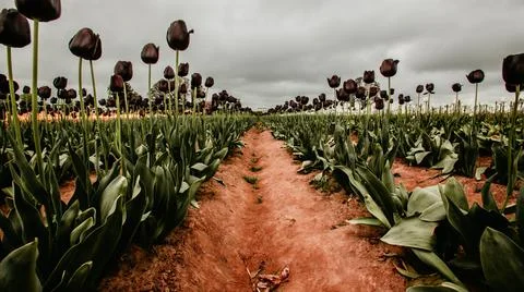 Tulip Farm Stock Photos