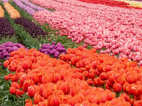 Tulip feild full of brightly colored blooms Stock Photos