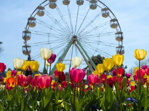 Tulip Ferris Stock Photos