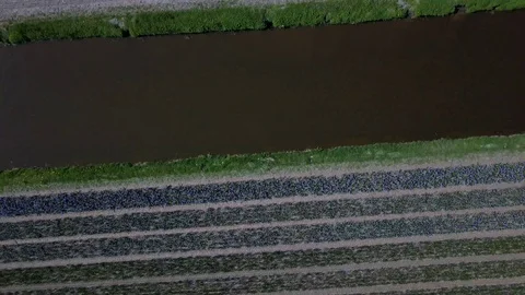 Tulip Field Aerials in Springtime Bloom 스톡 동영상 90047321