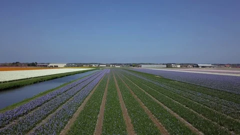Tulip Field Aerials in Springtime Bloom 스톡 동영상 90047335