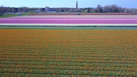 Tulip Field Aerials in Springtime Bloom 스톡 동영상 90047646