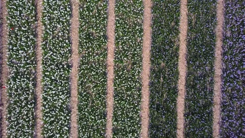 Tulip Field Aerials in Springtime Bloom 스톡 동영상 90047755