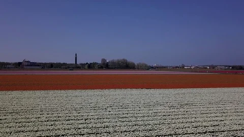 Tulip Field Aerials in Springtime Bloom 스톡 동영상 90047765