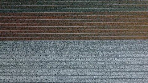 Tulip Field Aerials in Springtime Bloom 스톡 동영상 90048096