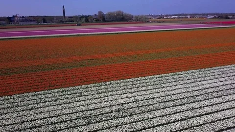 Tulip Field Aerials in Springtime Bloom 스톡 동영상 90048161