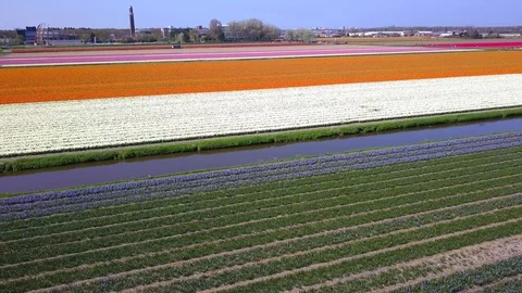 Tulip Field Aerials in Springtime Bloom 스톡 동영상 90048392