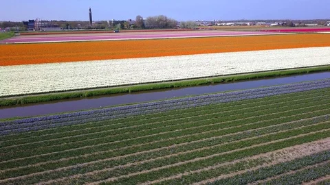 Tulip Field Aerials in Springtime Bloom 스톡 동영상 90048431