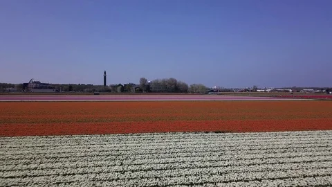 Tulip Field Aerials in Springtime Bloom 스톡 동영상 90048956