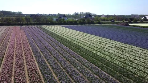 Tulip Field Aerials in Springtime Bloom 스톡 동영상 90049044