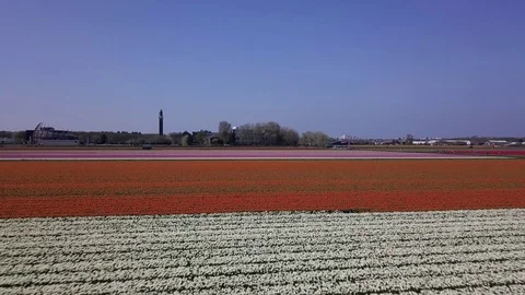 Tulip Field Aerials in Springtime Bloom 스톡 동영상 90049179