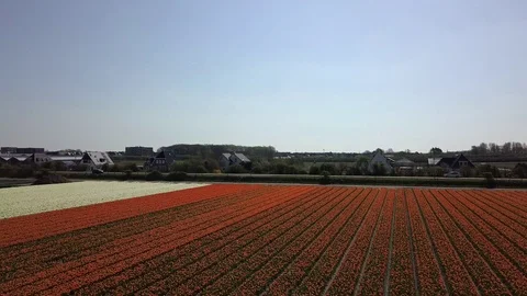 Tulip Field Aerials in Springtime Bloom 스톡 동영상 90049863