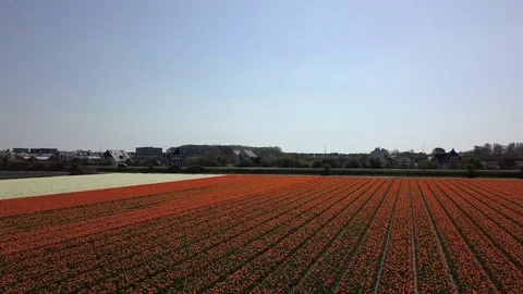 Tulip Field Aerials in Springtime Bloom 스톡 동영상 90050031