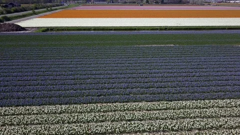 Tulip Field Aerials in Springtime Bloom 스톡 동영상 90050937