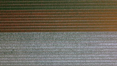 Tulip Field Aerials in Springtime Bloom 스톡 동영상 90052002