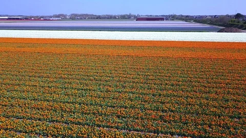 Tulip Field Aerials in Springtime Bloom 스톡 동영상 90052196