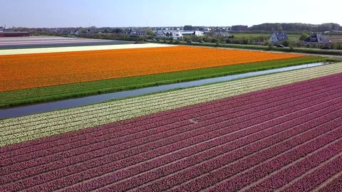 Tulip Field Aerials in Springtime Bloom 스톡 동영상 90053293