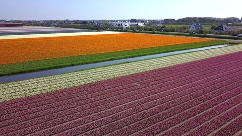 Tulip Field Aerials in Springtime Bloom 스톡 동영상 90053613