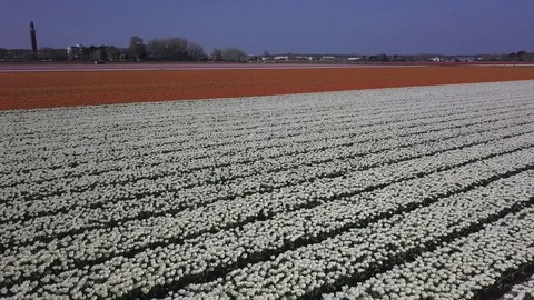 Tulip Field Aerials in Springtime Bloom 스톡 동영상 90053624