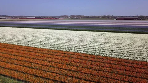 Tulip Field Aerials in Springtime Bloom 스톡 동영상 90053770
