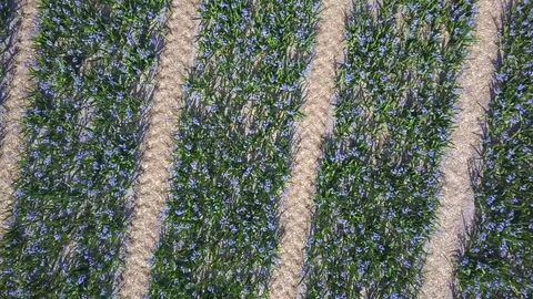 Tulip Field Aerials in Springtime Bloom 스톡 동영상 90053920