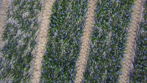 Tulip Field Aerials in Springtime Bloom 스톡 동영상 90054353